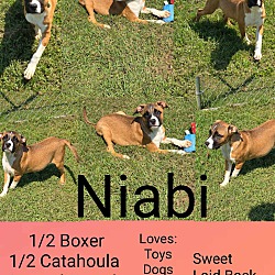 Thumbnail photo of Niabi #2