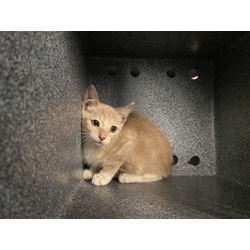 Thumbnail photo of Earl-Rescue Only #2