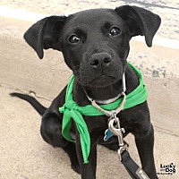 adopt a pet