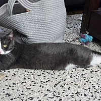 adopt a pet