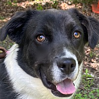 adopt-pet