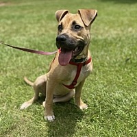 adopt a pet