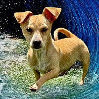 adopt a pet