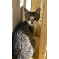 adopt-pet