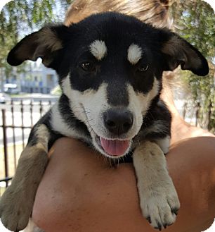 min pin husky mix