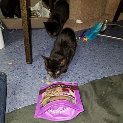 Thumbnail photo of Pair of Black Kittens #2