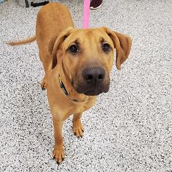 Columbus Humane in Hilliard, Ohio