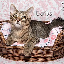 Photo of Darius