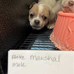 Thumbnail photo of Marshall #4
