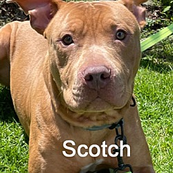 Photo of Scotch