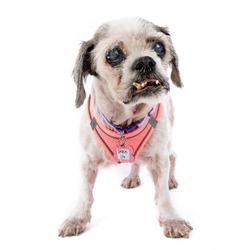 Photo of Gracie Lou 11075