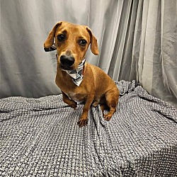 Photo of Linus