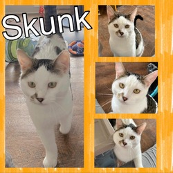 Thumbnail photo of Skunk #1