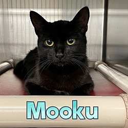 Thumbnail photo of Mooku #2