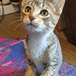 Photo of BUTTERCUP - Kitten friendly and social!