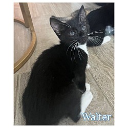Thumbnail photo of Walter * #2