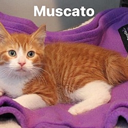 Photo of Moscato