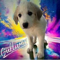 Photo of Gulliver