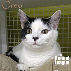 Thumbnail photo of Oreo #1