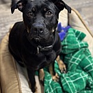 Adopt A Pet :: Claire - Lancaster, OH