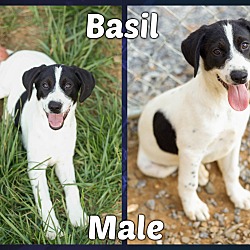 Thumbnail photo of Basil (Pom-dc_ #3