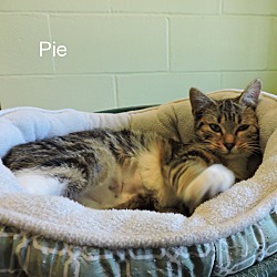 Thumbnail photo of Pie #1