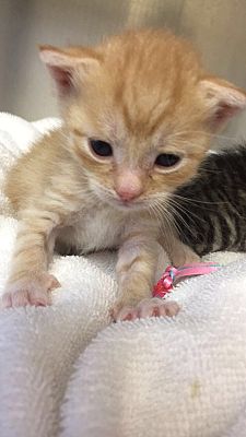 Mine Hill, NJ Domestic Shorthair. Meet Koala, Ginger a Pet for