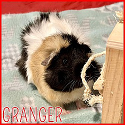 Photo of Granger
