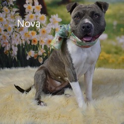 Thumbnail photo of Nova #1