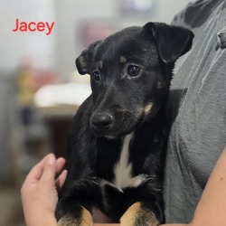 Thumbnail photo of Jacey #4