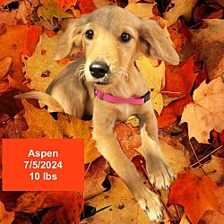 Thumbnail photo of Aspen #4