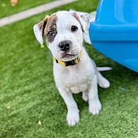 adopt a pet
