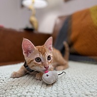 adopt a pet