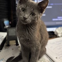 adopt-pet