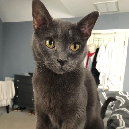 Adopt Boris A Gray Or Blue Domestic Shorthair / Domestic ...