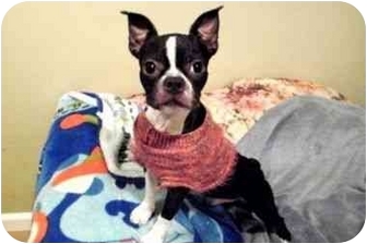 Boston terrier adoption nj - Dentacoin subreddit movies