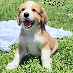 Thumbnail photo of Floof~ meet me! #1