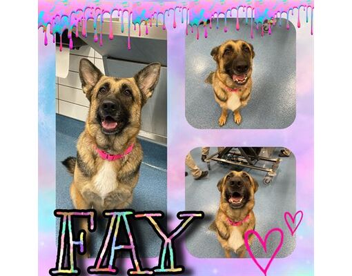 Pearland TX German Shepherd Dog Meet FAY a Pet for Adoption 