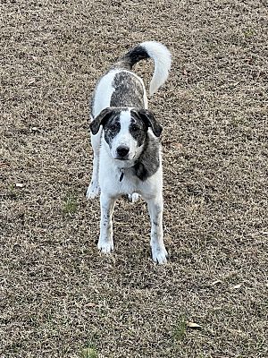 Savannah, TN - Mountain Cur/Great Pyrenees. Meet Poppy a Pet for