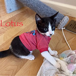 Thumbnail photo of Lotus #2