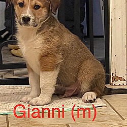 Photo of Gianni