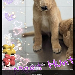 Thumbnail photo of Hunter #1