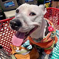 adopt a pet