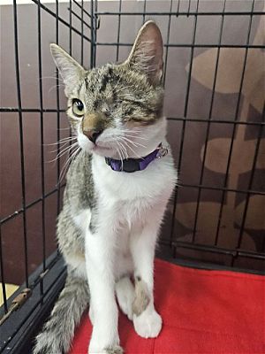 Plano, TX - Domestic Shorthair. Meet Fargo a Pet for Adoption ...