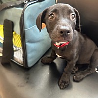 adopt a pet