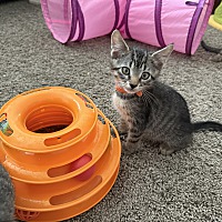 adopt a pet