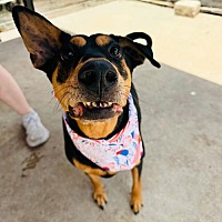 adopt a pet