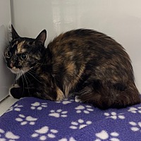 adopt-pet