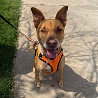 adopt a pet