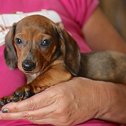 Thumbnail photo of GRETCHEN~adopted! #4